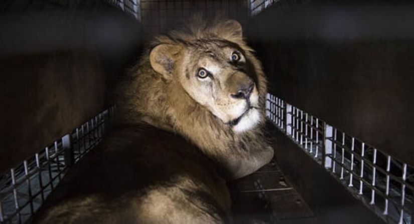 Новости: в Италии приняли закон о запрете животных в цирках