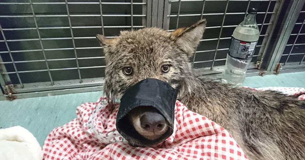 3 рабочих в Эстонии спасли собаку, а это оказался волк