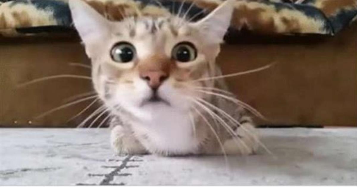 Забавное видео с котиком, который смотрит ужастик