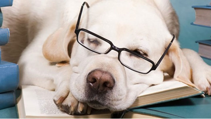 7 самых умных пород собак