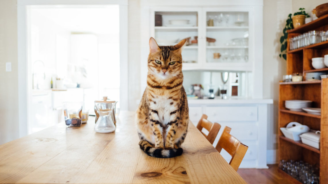 12 популярных мифов о кошках