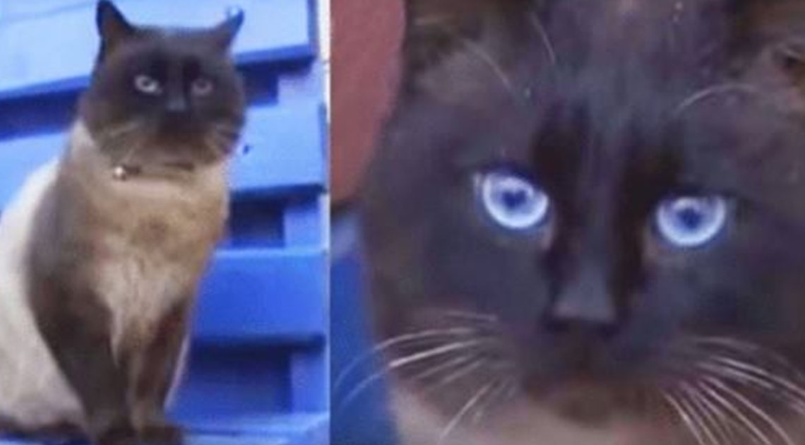 Видео о коте, которого бросили на остановке, а тот сидит и верно ждёт что за ним вернутся