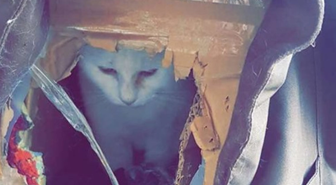 История о кошке, которой пришлось жить в картонной коробке и о её спасении