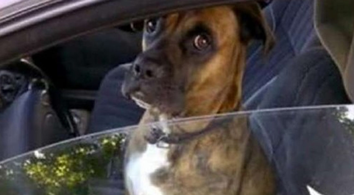Забавная реакция пса на водительском сидении, над которым решил пошутить хозяин
