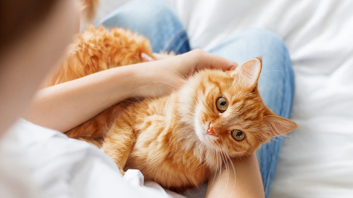 27 гениальных советов для тех, у кого есть кошка