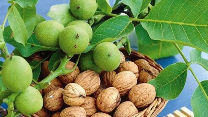 Листья грецкого ореха для укрепления здоровья: рецепты и способы применения